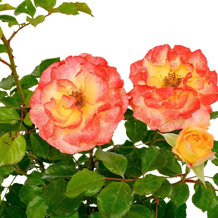 Edelrose - Rosa 'Flaming Star' ®, Gelb/Rosa-rot - Rosenpflanze mit zwei offenen rot-gelb-verlaufenden Blüten, einer gelben Knospe und grünen Blättern an dornigen Stielen.