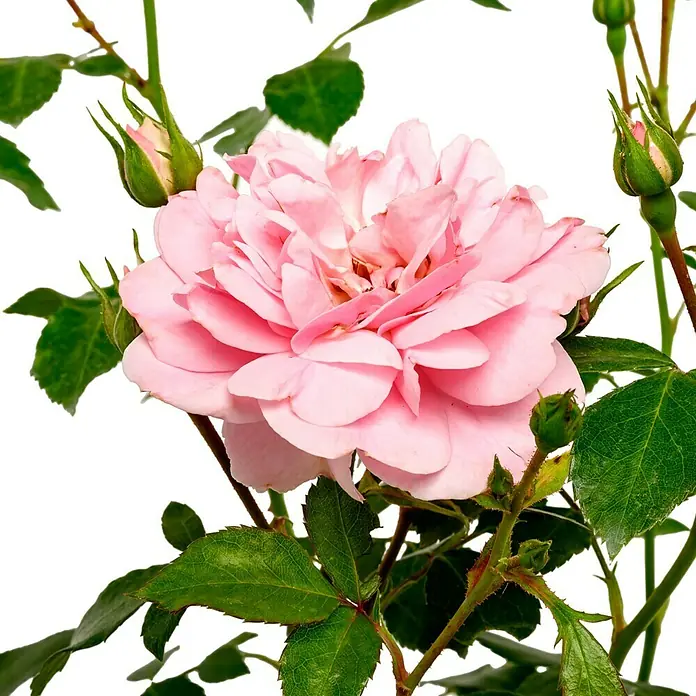 Beetrose - Rosa 'Bonica 82' ®, Zartrosa - Nahaufnahme einer zarten, rosa Rose mit grünen Blättern und Knospen, die die sanfte Schönheit und Frische der Pflanze hervorhebt.