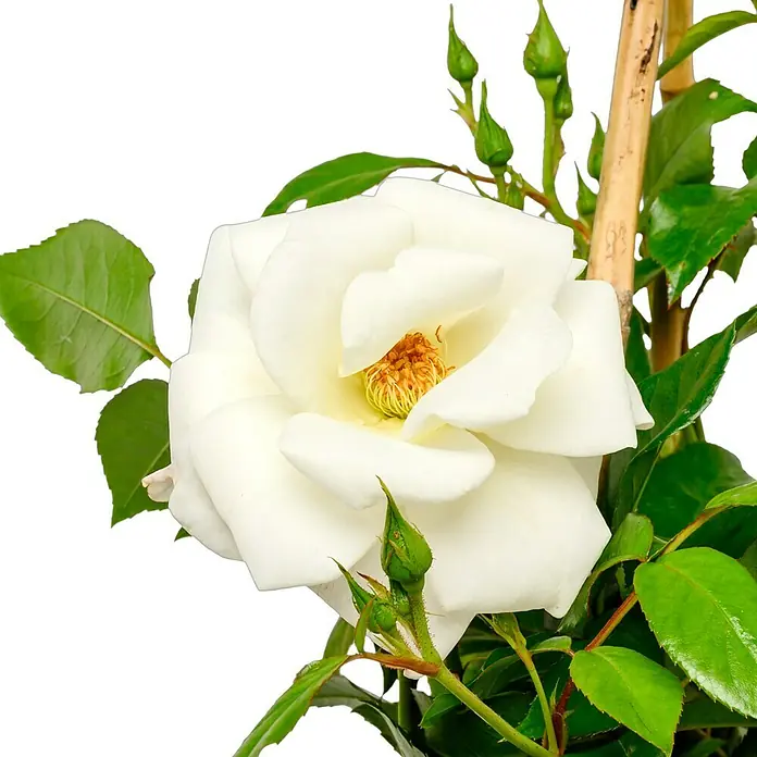 Strauchrose - Rosa 'Schneewittchen' -R-, Topfvolumen: 5,5 l, Weiß - Nahaufnahme einer strahlend weißen Rose mit grünen Blättern und Knospen vor einem dunklen Hintergrund. Die Rose steht im vollen Mittelpunkt.