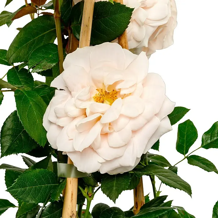 Beetrose - Rosa 'Lions-Rose' ®, Cremeweiß - Nahaufnahme einer hellrosa Beetrose auf einem Spalier. Die Blüte ist voll und üppig, umgeben von grünen Blättern.