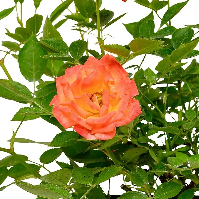 Minirose -  - Nahaufnahme einer wunderschönen zweifarbigen Rose mit leuchtenden Blütenblättern und frischem Grün.