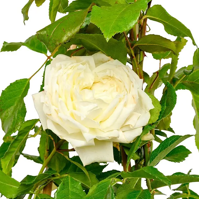 Kletterrose - Rosa 'Alaska' -R-, Weiß - Nahaufnahme einer elfenbeinfarbenen Rose mit üppigen Blütenblättern und grünen Blättern, die die Schönheit und Eleganz der Natur einfängt.
