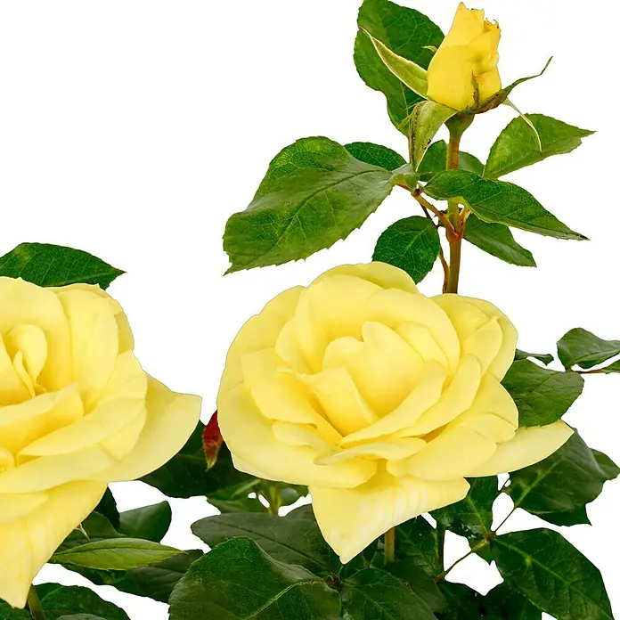 Edelrose - Rosa 'Limona' ® ADR, Gelb - Gelbe Rosenblüten in voller Blüte und eine Knospe, die sich zu öffnen beginnt, vor einem dunklen Hintergrund. Elegante Blumendarstellung.