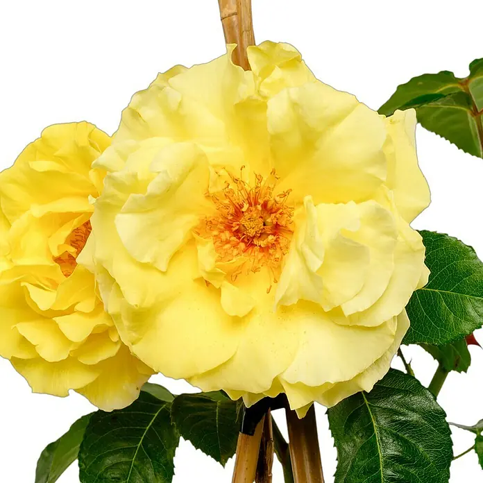 Strauchrose - Rosa 'Lichtkönigin Lucia' -R-, Topfvolumen: 5,5 l, Zitronengelb - Gelbe Rose in voller Blüte, mit zarten Blütenblättern und leuchtenden Farben, die ihre Schönheit hervorheben.