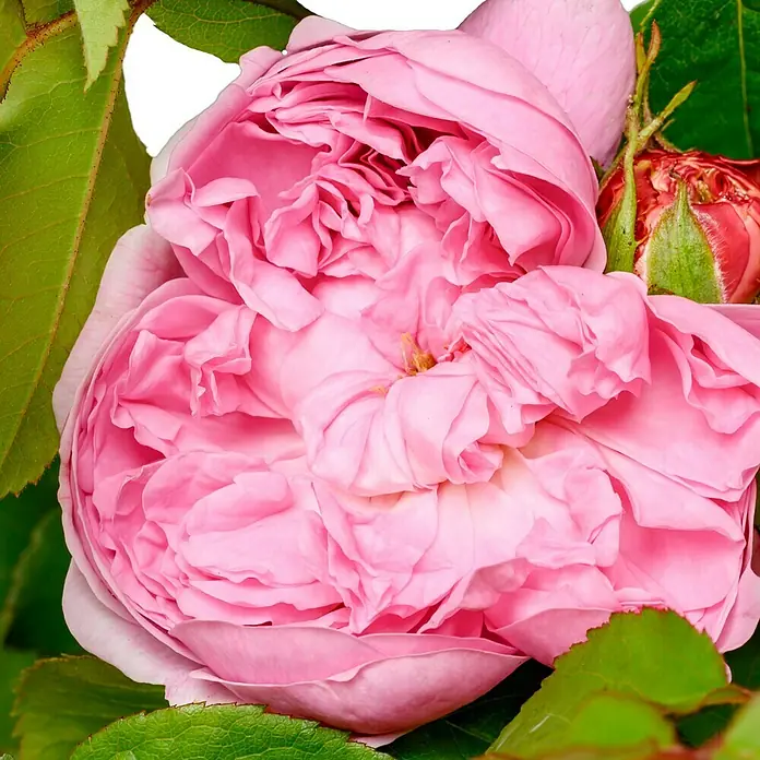 Strauchrose - Rosa 'Jacques Cartier', Topfvolumen: 5,5 l, Rosa - Nahaufnahme einer üppigen, rosa Rose mit ihren filigranen Blütenblättern, umgeben von grünen Blättern.
