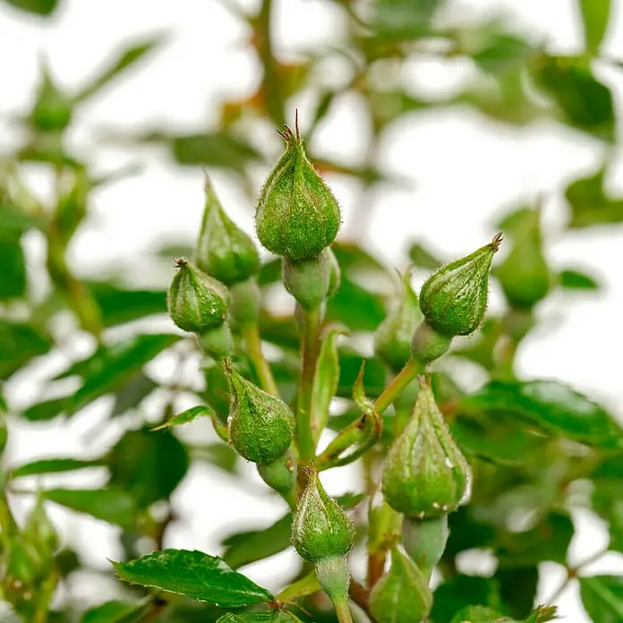 Bodendeckerrose - Rosa 'Topolina' -R- ADR, Topfvolumen: 4,5 l, Rosa - Nahaufnahme von grünen Rosenknospen, die kurz vor dem Aufblühen stehen, umgeben von grünen Blättern.
