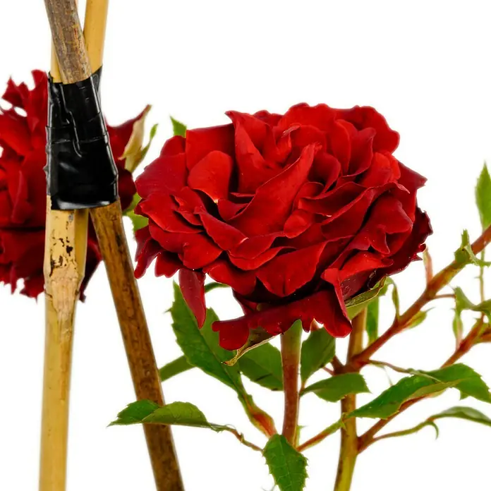 Beetrose - Rosa 'Heinz Winkler' ®, Dunkelrot - Nahaufnahme einer roten Rose mit grünen Blättern und einem Bambusstab zur Stützung. Ideal für Garten- und Dekorationszwecke.