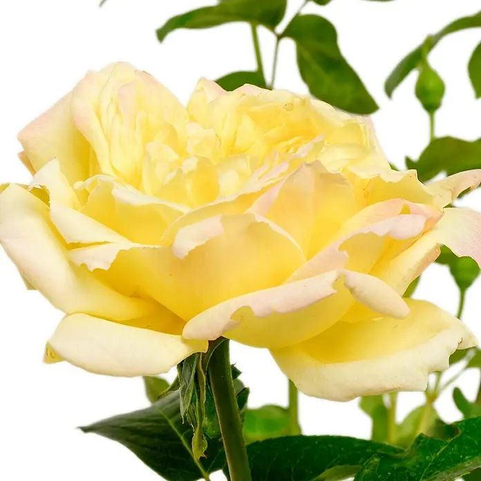 Edelrose - Rosa 'Gloria Dei, Peace', Gelb/Rosa - Nahaufnahme einer hellgelben Rose mit zarten rosa Rändern, die ihre weichen Blütenblätter betont und die filigrane Schönheit der Blüte hervorhebt.