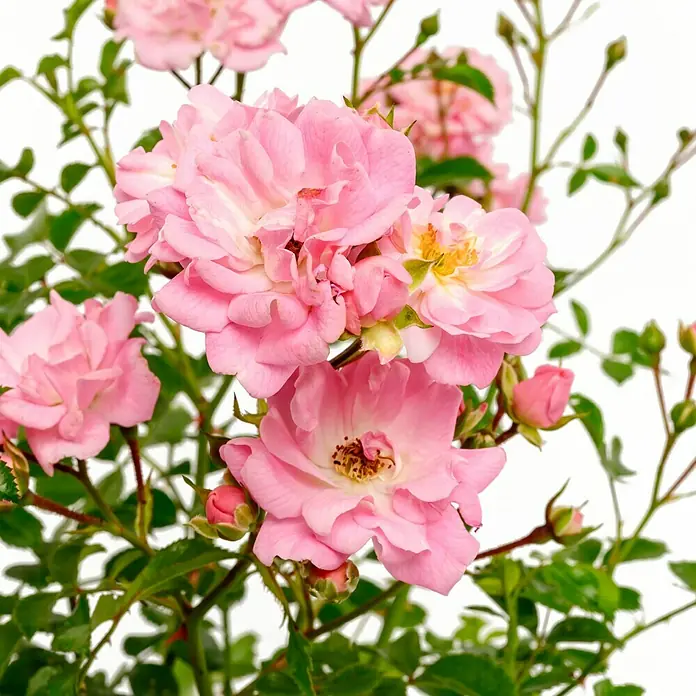 Bodendeckerrose - Rosa 'Satina' -R- ADR, Topfvolumen: 4,5 l, Zartrosa - Nahaufnahme einer Rose 'Pink Fairy' mit zarten rosa Blütenblättern und üppigem grünen Laub, ideal für Gartenliebhaber.