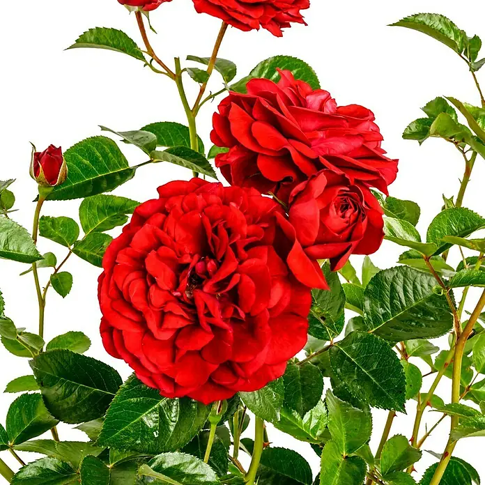 Beetrose - Rosa 'Bordeaux' ®, Rot - Nahaufnahme von roten Rosenblüten und grünen Blättern, die die Schönheit und Eleganz der Natur hervorheben.