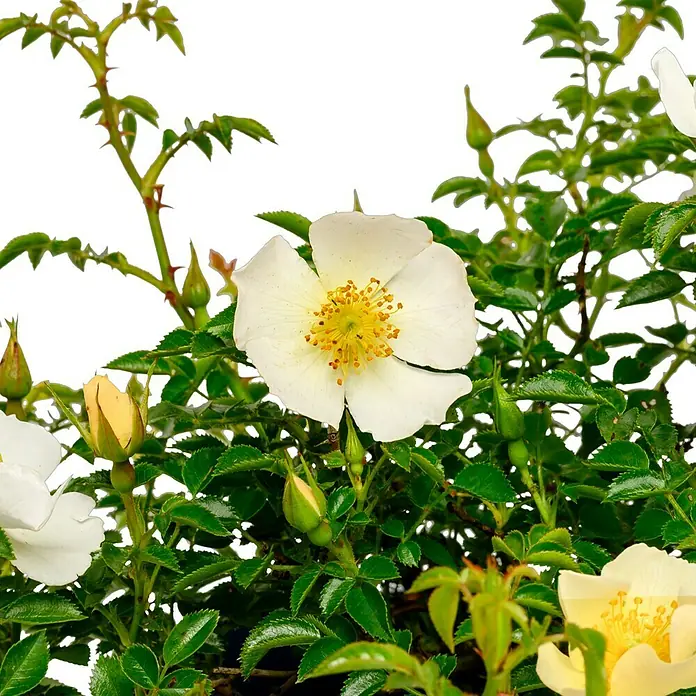Minirose - Rosa 'Sonnenröschen' - Detailaufnahme einer blühenden Heckenrose mit weißen Blütenblättern und gelber Blütenmitte, umgeben von grünen Blättern und Knospen.