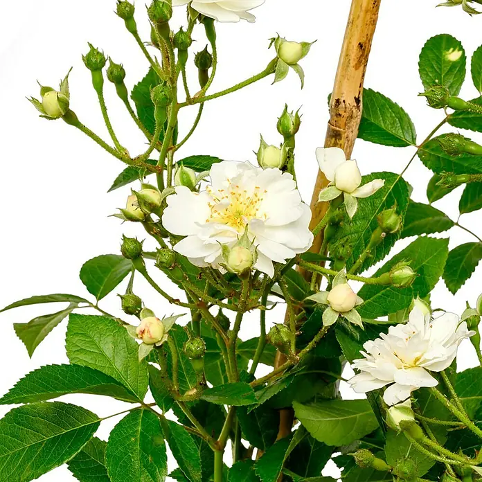 Kletterrose - Rosa 'Guirlande d'Amour' -R- ADR, Weiß - Zarte, weiße Rosenblüten und grüne Blätter, die elegant an einem Bambusstab emporranken. Eine charmante Pflanze für Garten und Balkon.