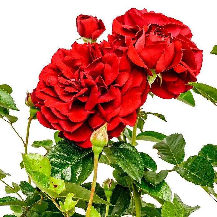 Beetrose - Rosa 'Bordeaux' ®, Rot - Nahaufnahme von roten Rosenblüten mit grünen Blättern. Die Rosen zeigen ihre volle Pracht und Schönheit auf schwarzem Hintergrund.