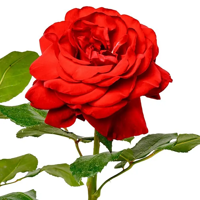 Edelrose - Rosa 'Marlene', Rot - Eine Nahaufnahme einer roten Rose mit grünen Blättern vor einem schwarzen Hintergrund.
