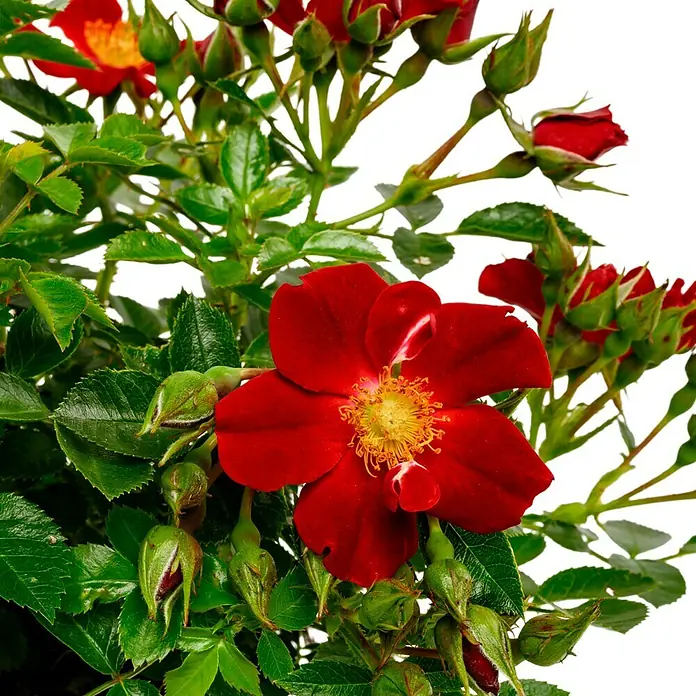 Bodendeckerrose - Rosa 'Bienenweide rot' -R-, Topfvolumen: 4,5 l, Leuchtend Rot - Nahaufnahme von roten Rosenblüten und Knospen mit grünen Blättern. Die Rosen zeigen leuchtende rote Blütenblätter und gelbe Staubgefäße.