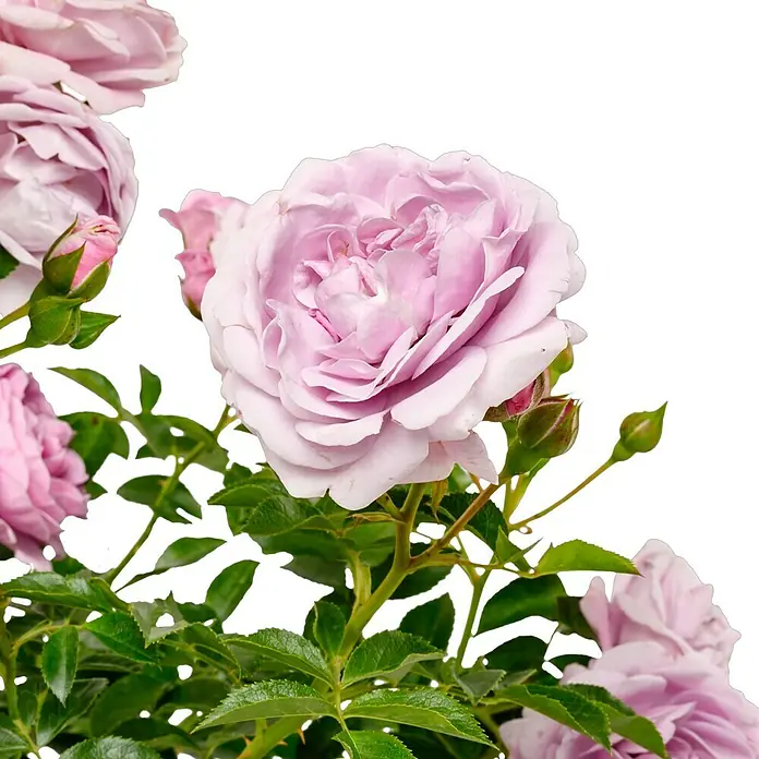 Beetrose - Rosa 'Nautica' ® ADR, Fliederfarben - Nahaufnahme einer zarten, lila Rose mit grünen Blättern vor einem schwarz-silber gestreiften Hintergrund.
