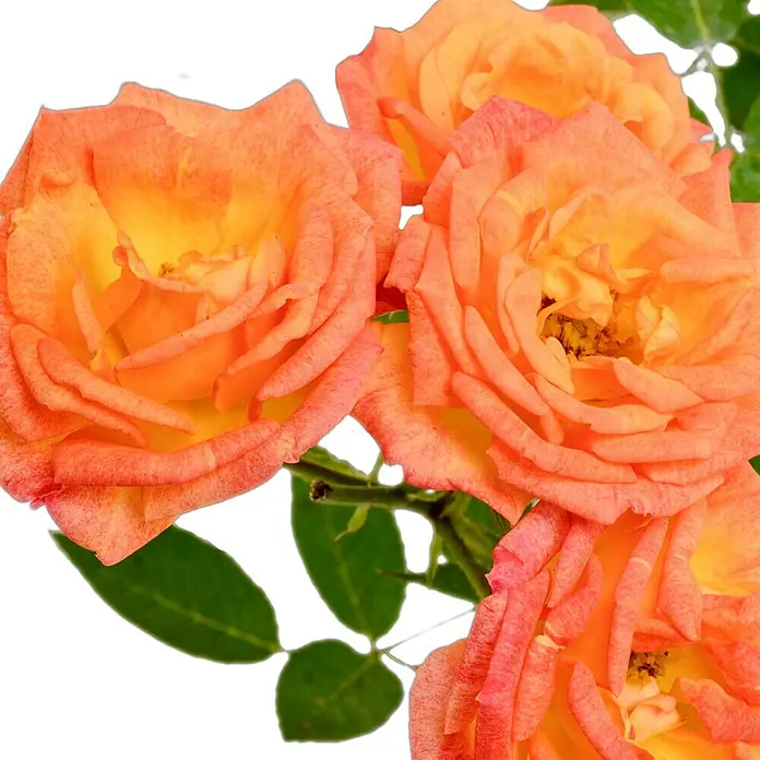 Minirose -  - Nahaufnahme von orangefarbenen Rosen mit gelben Akzenten und grünen Blättern auf schwarzem Hintergrund.