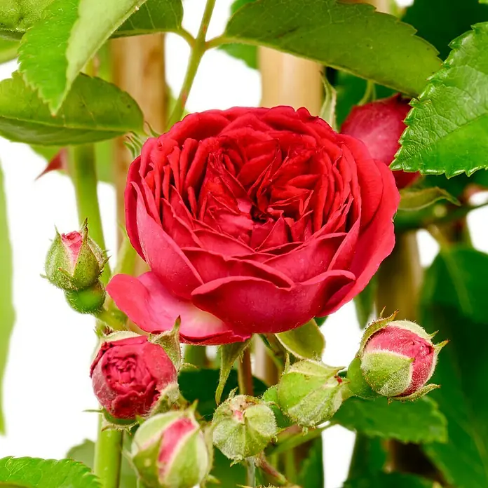 Kletterrose - Rosa 'Chevy Chase', Leuchtend Rot - Nahaufnahme einer bezaubernden roten Rose mit Knospen. Perfekt für jeden Garten und jede Gelegenheit, eine zeitlose Schönheit.