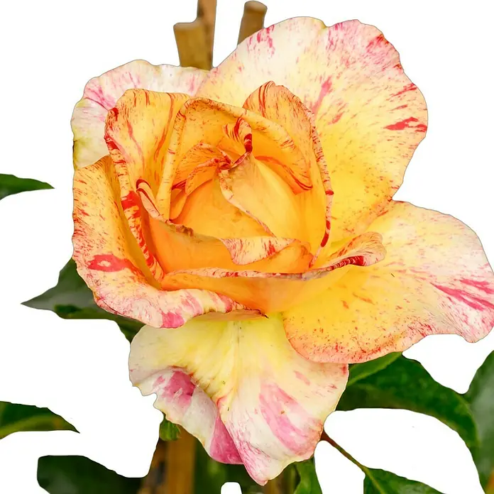 Edelrose - Rosa 'Camille Pissarro', Rot/Rosa/Gelb - Nahaufnahme einer gelb-roten gestreiften Rose mit dekorativen Blütenblättern.