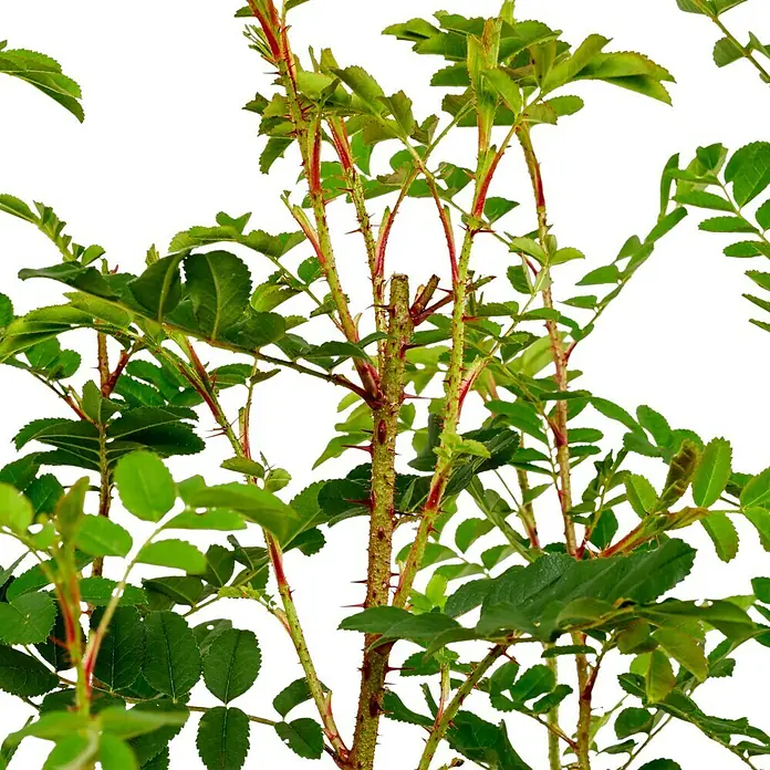 Strauchrose - Rosa nitida, Topfvolumen: 4,5 l - Junge Rosenpflanze mit grünen Blättern und roten Stacheln, die ihr Wachstum und ihre Widerstandsfähigkeit zeigt.