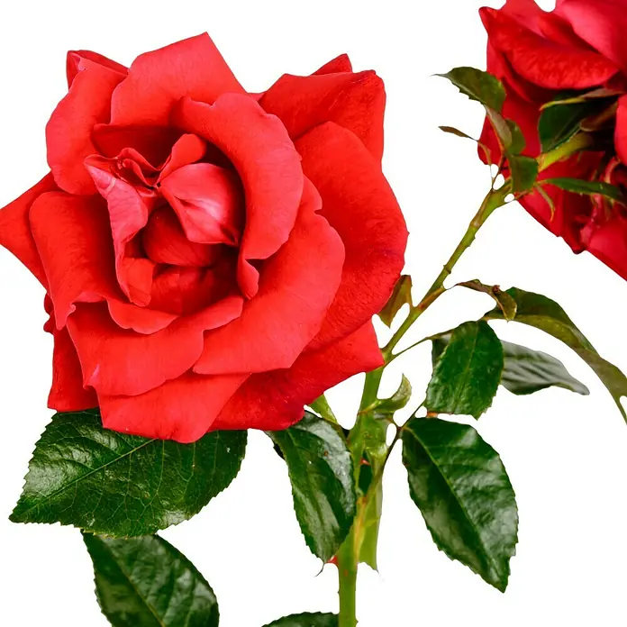 Edelrose - Rosa 'Grande Classe' ®, Dunkelrot - Nahaufnahme einer leuchtend roten Rose mit samtigen Blütenblättern und grünen Blättern vor einem neutralen Hintergrund.