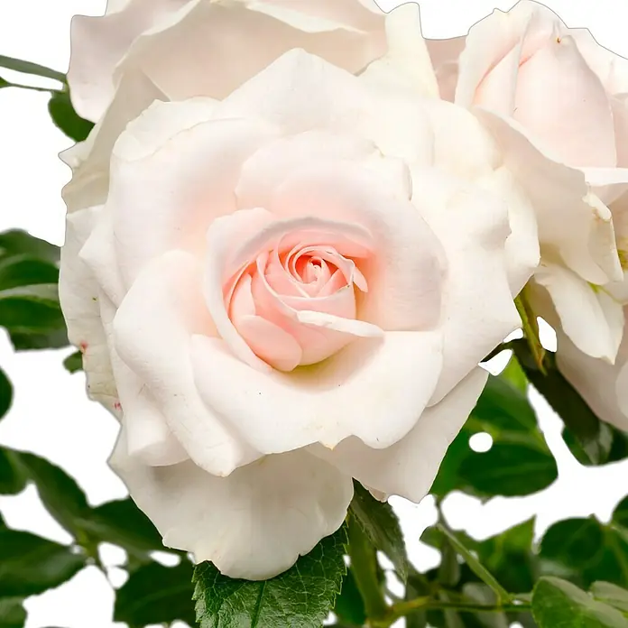 Bodendeckerrose - Rosa 'Aspirin-Rose' -R-, Weiß bis leicht rosa - Nahaufnahme einer eleganten, blassrosa Rose mit zarten Blütenblättern und lebhaft grünen Blättern. Perfekt für romantische Botschaften.