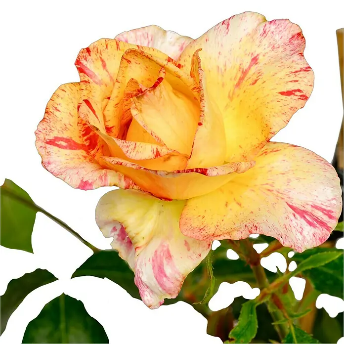 Edelrose - Rosa 'Camille Pissarro', Rot/Rosa/Gelb - Nahaufnahme einer gelben Rose mit roten und pinken Streifen und grünen Blättern.