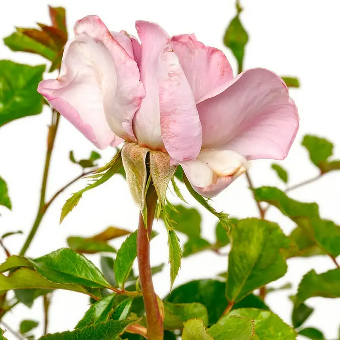Strauchrose - Rosa 'Synactif by Shiseido' -R-, Topfvolumen: 5,5 l, Mauve - Nahaufnahme einer zarten, hellrosa Rose in voller Blüte, umgeben von grünen Blättern. Die Blütenblätter haben eine sanfte, fast weiße Färbung.