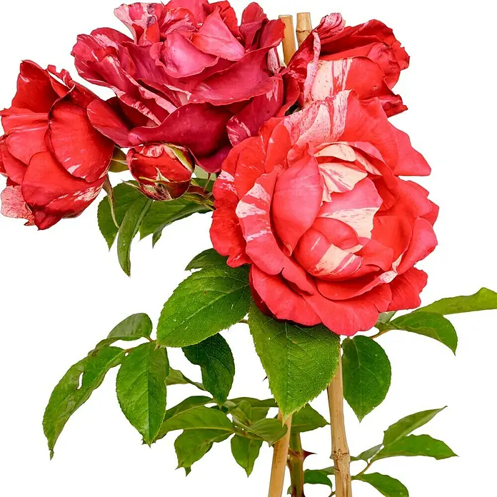 Edelrose - Rosa 'Henri Matisse', Rot/Weiß - Nahaufnahme von roten Rosen mit weißen Streifen, die ihre elegante Schönheit und die filigranen Blütenblätter hervorhebt.