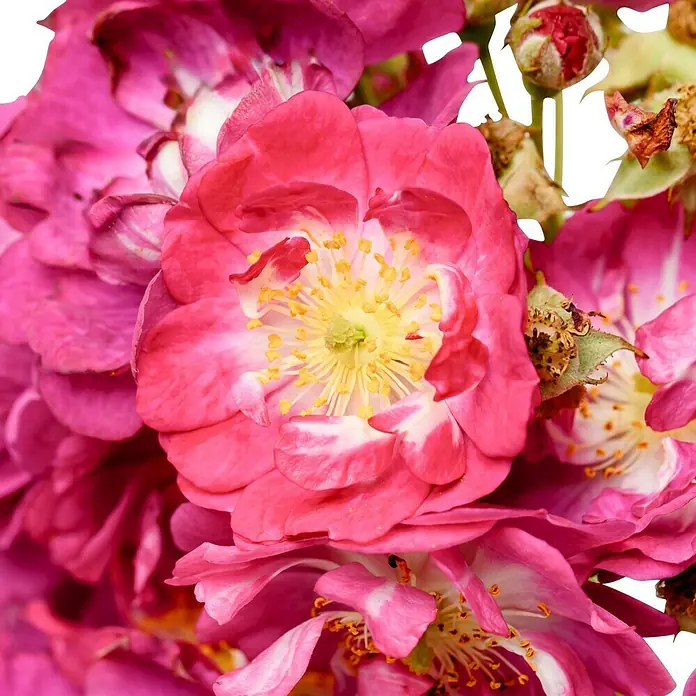 Kletterrose - Rosa 'Perennial Blue' -R- ADR, Lila-Rosa - Nahaufnahme von leuchtend rosa Rosenblüten mit gelben Staubgefäßen, die die zarte Schönheit der Natur hervorheben.