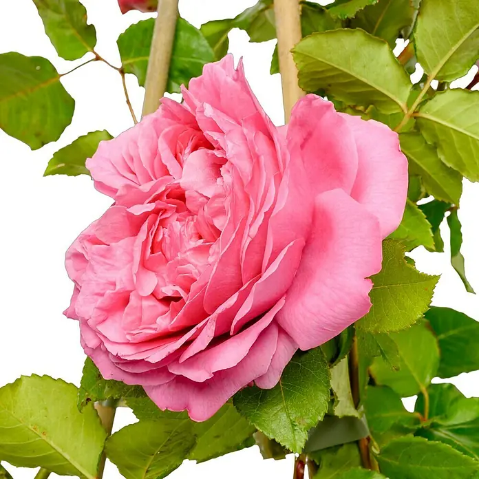 Edelrose - Rosa 'Pompadour' ®, Rosa - Nahaufnahme einer üppigen, rosa Rose mit detaillierten Blütenblättern und grünen Blättern, die die Schönheit und Eleganz der Natur hervorhebt.