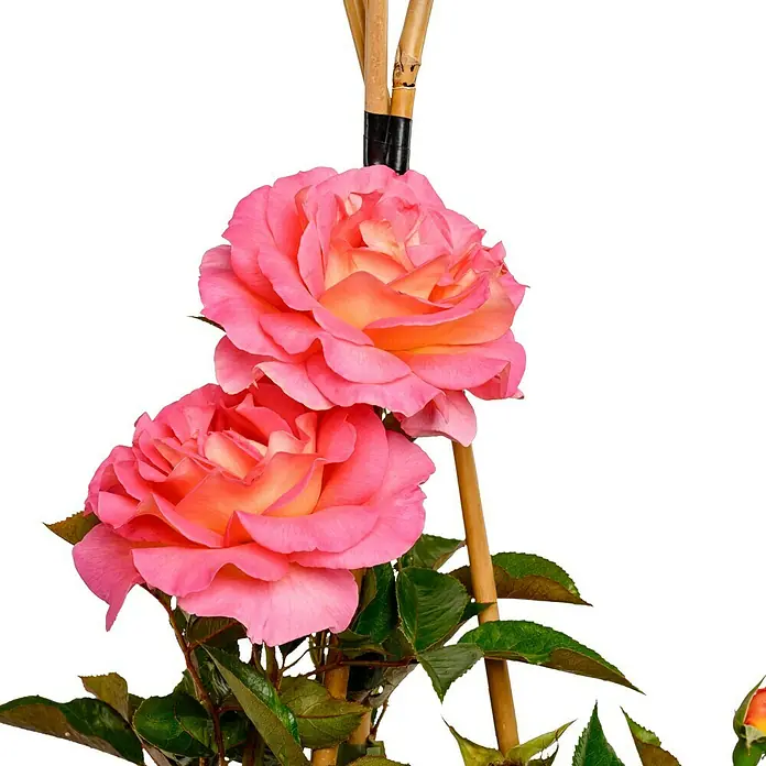 Edelrose - Rosa 'Pink Paradise' ® ADR, Pink/Orange/Gelb - Ein schönes Arrangement mit zwei rosafarbenen Rosenblüten, die elegant an einem Bambusstab emporragen. Die Blütenblätter schimmern zart.