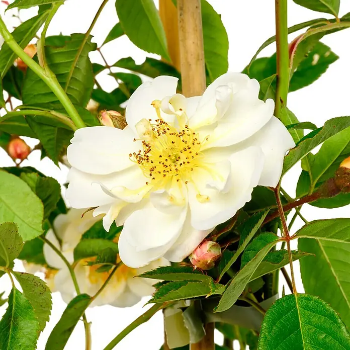 Kletterrose - Rosa 'Lykkefund', Rahmgelb - Nahaufnahme einer weißen Rose mit gelber Mitte, umgeben von grünen Blättern, die die filigrane Schönheit der Blüte hervorhebt.