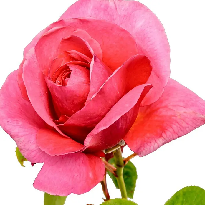 Edelrose - Rosa 'Elbflorenz' ADR, Dunkelrosa - Nahaufnahme einer wunderschönen rosa Rose mit filigranen Blütenblättern und einem zarten grünen Stiel.