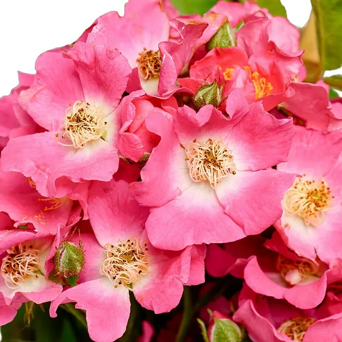 Kletterrose - Rosa 'Maria Lisa', Karminrosaweiß - Nahaufnahme eines Straußes rosafarbener Rosen mit zarten Blütenblättern und filigranen Staubgefäßen vor schwarzem Hintergrund.