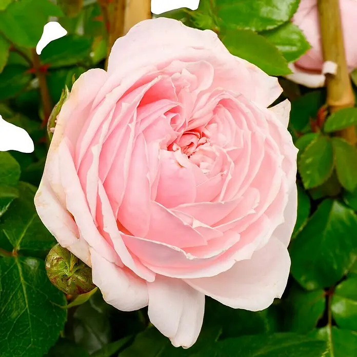 Strauchrose - Rosa 'Cinderella' -R-, Topfvolumen: 5,5 l, Zartrosa - Zarte Nahaufnahme einer eleganten, hellrosa Rose mit kunstvoll gewickelten Blütenblättern, umgeben von üppigem Grün.