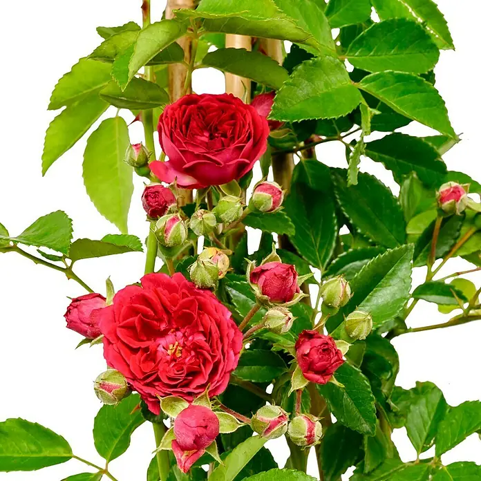 Kletterrose - Rosa 'Chevy Chase', Leuchtend Rot - Eine Kletterrose mit leuchtend roten Blüten und zahlreichen Knospen windet sich an Bambusstäben empor. Das satte Grün der Blätter bildet einen schönen Kontrast.