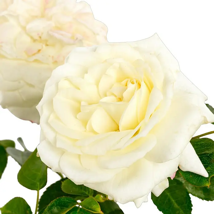 Beetrose - Rosa 'Alabaster' ®, Weiß - Nahaufnahme einer weißen Rose mit zarten Blütenblättern und grünen Blättern im Hintergrund.