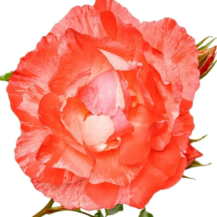 Edelrose - Rosa 'Grimaldi', Rosa/Weiß gestreift - Eine wunderschöne, orangefarbene Rose mit weißen Sprenkeln, die Eleganz und natürliche Schönheit vereint. Die perfekte Dekoration!