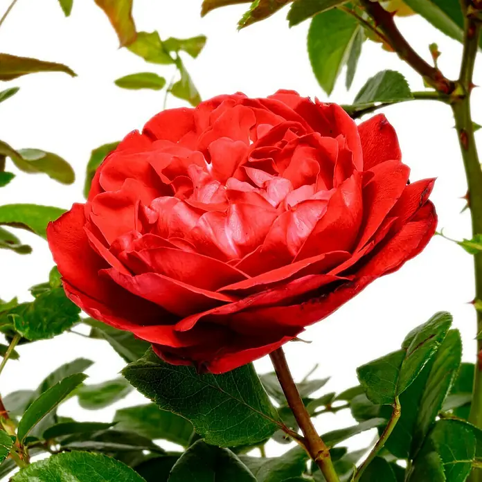 Edelrose 'Tiamo' - Rosa 'Tiamo' ®, Rot - Nahaufnahme einer leuchtend roten Rose in voller Blüte, umgeben von grünen Blättern und einem Teil des Rosenstrauchs. Perfekt für Blumengrüße!