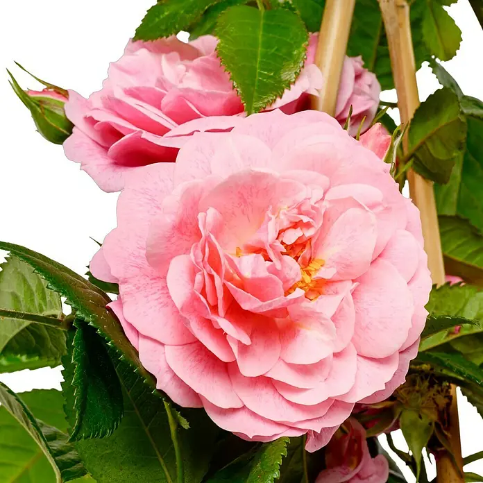 Kletterrose - Rosa 'Camelot' -R- ADR, Rosa - Nahaufnahme einer zarten, rosa Rose mit üppigen Blütenblättern und grünen Blättern, die ihre natürliche Schönheit hervorhebt.