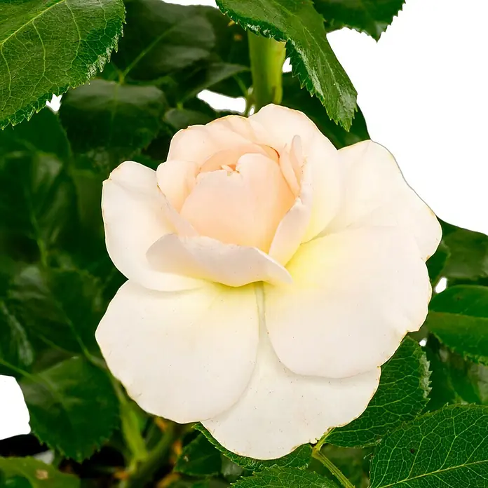 Beetrose - Rosa 'Sirius' ® ADR, Cremeweiß - Wunderschöne Nahaufnahme einer zarten, cremefarbenen Rose mit zarten Blütenblättern und üppigem, grünem Laub. Eine Augenweide für jeden Garten.