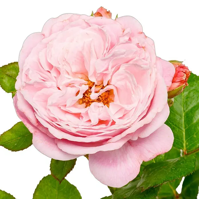 Beetrose - Rosa 'Rosengräfin Marie Henriette' ® ADR, Rosa - Nahaufnahme einer zarten, pastellrosa Rose mit einem Hauch von Orange in der Mitte, umgeben von grünen Blättern auf schwarzem Hintergrund.
