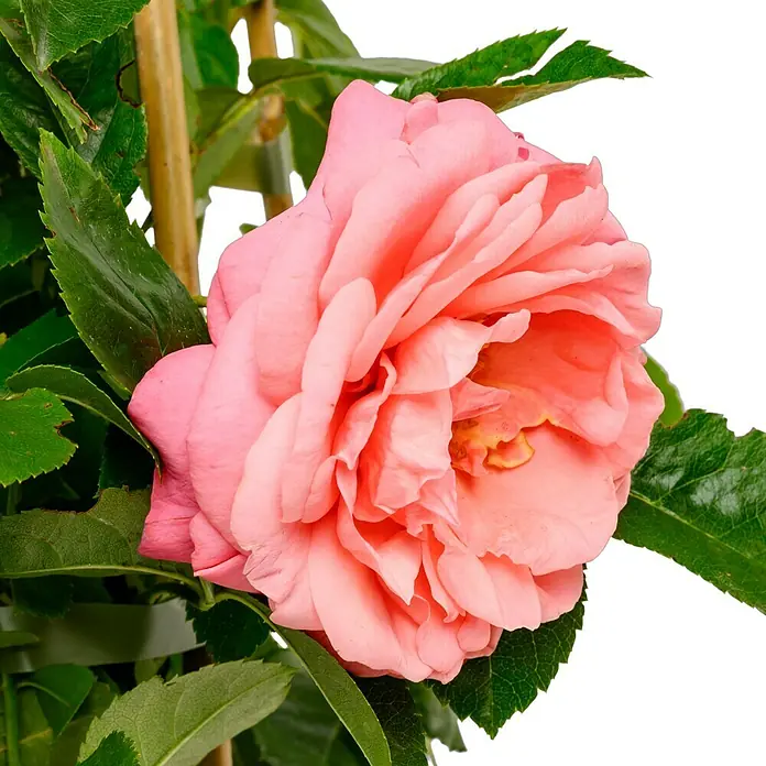 Kletterrose - Rosa 'Rosanna' -R-, Lachsrosa - Nahaufnahme einer zarten rosa Kamelienblüte, umgeben von grünen Blättern, die die elegante Schönheit der Blüte hervorheben.
