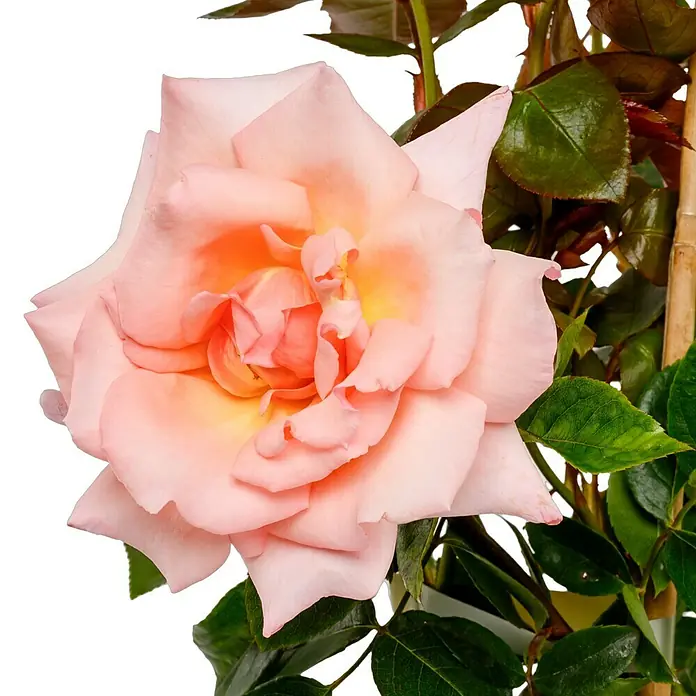 Kletterrose - Rosa 'Compassion' -R-, Hell Lachsrosa - Nahaufnahme einer zarten, rosafarbenen Rose mit grünen Blättern, die die sanfte Eleganz und natürliche Schönheit dieser Blume hervorhebt.
