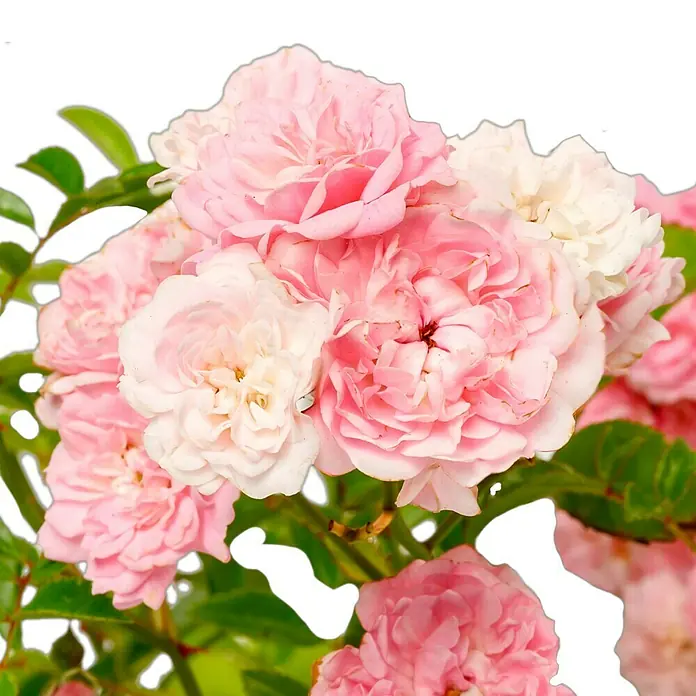 Bodendeckerrose - Rosa 'The Fairy', Topfvolumen: 4,5 l, Rosa - Eine Nahaufnahme eines üppigen Straußes zarter, rosa Rosen mit weichen Blütenblättern, die ein Gefühl von Romantik und Schönheit vermitteln.