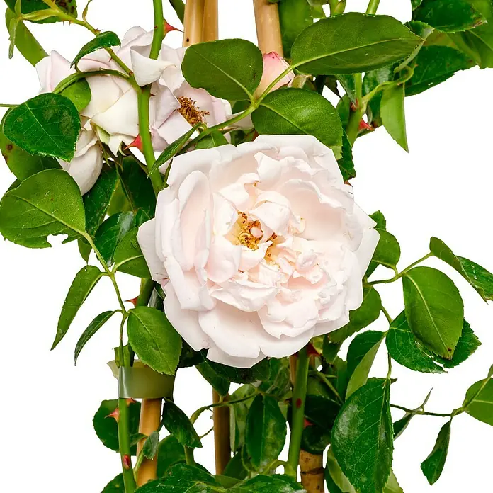 Kletterrose - Rosa 'New Dawn', Zart Weißrosa - Strauchrose mit zarten, hellrosa Blüten und üppigem, grünem Laub. Die Blüten sind voll und strahlen eine elegante Schönheit aus.