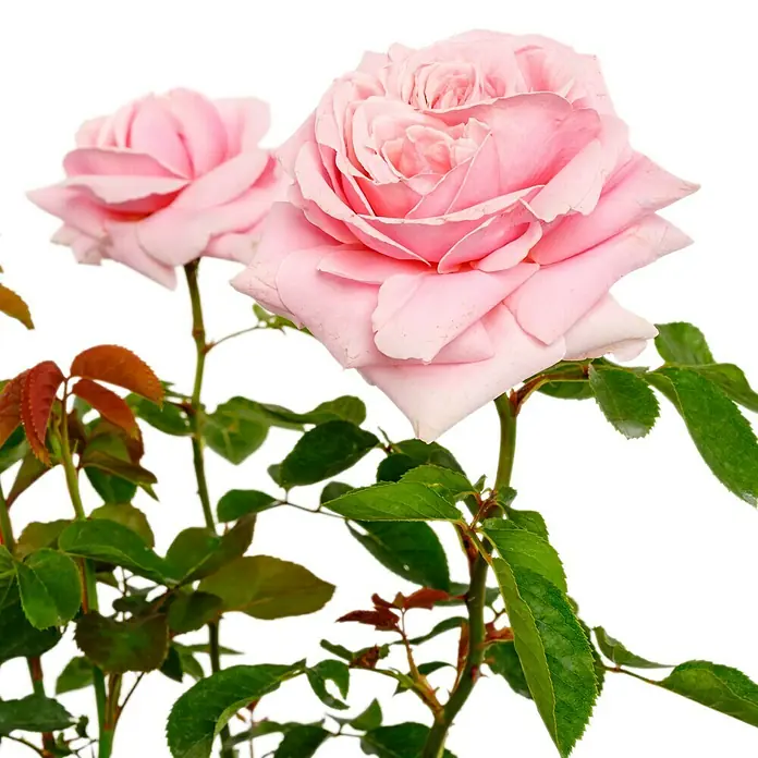 Edelrose - Rosa 'Frederic Mistral' ®, Hellrosa - Eine Nahaufnahme einer zarten, rosa Rose mit grünen Blättern, die ihre Schönheit hervorheben. Perfekt für Naturliebhaber.