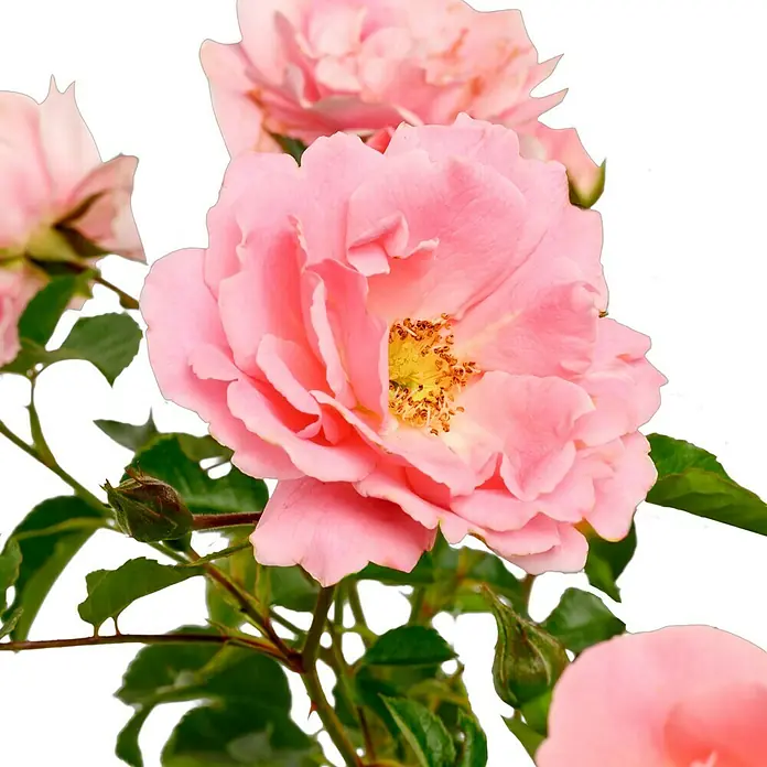Bodendeckerrose - Rosa 'Sommerwind' -R-, Topfvolumen: 4,5 l, Rosa - Nahaufnahme einer zarten, rosa Rose mit gelbem Zentrum und grünen Blättern, die ihre natürliche Schönheit hervorhebt.