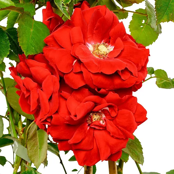 Kletterrose - Rosa 'Amadeus' -R-, Rot - Nahaufnahme von drei leuchtend roten Rosenblüten inmitten grüner Blätter, die die Schönheit und Intensität der Blüten hervorheben.